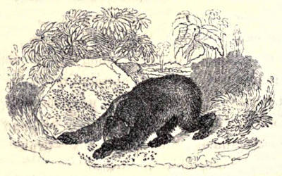 A bear with its head on the ground