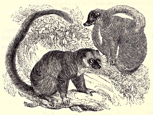 Two mongooses. Mongeese. Whatever.