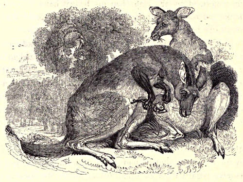 Two kangaroos, or kanguroos