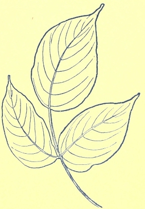 poison ivy branch