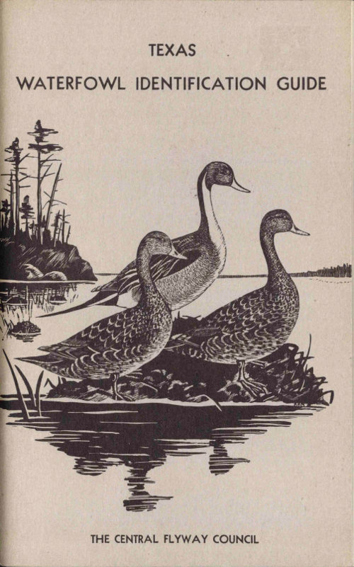 Texas Waterfowl Identification Guide By The Central Flyway Council A Project Gutenberg Ebook,Fettucini Pasta