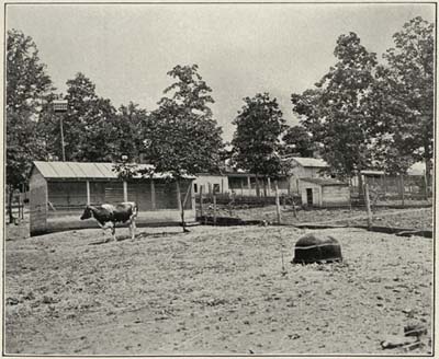 BARNYARD AND POULTRY HOUSES AT COLONY