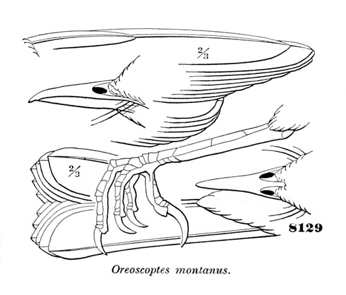 Oreoscoptes montanus
