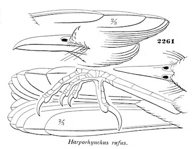 Harporhynchus rufus