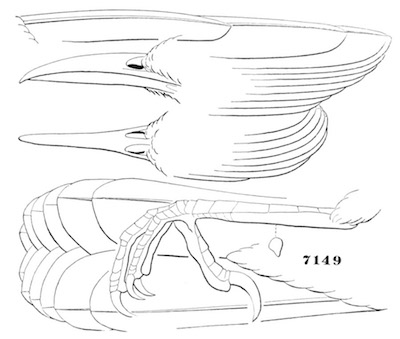 Campylorhynchus brunneicapillus