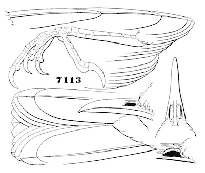 Thryothorus ludovicianus