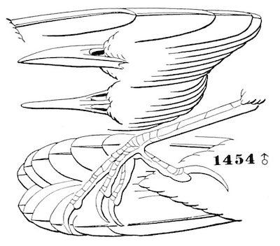 Cistothorus palustris