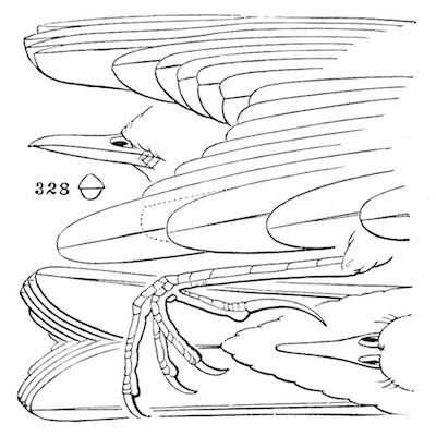 Anthus ludovicianus