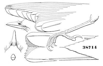 Dendroica coronata