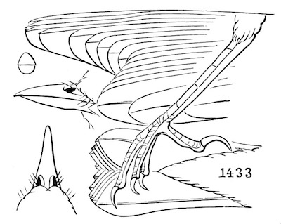 Seiurus aurocapillus