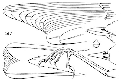 Oporornis formosus