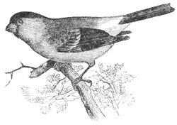 Pyrrhula cassini
