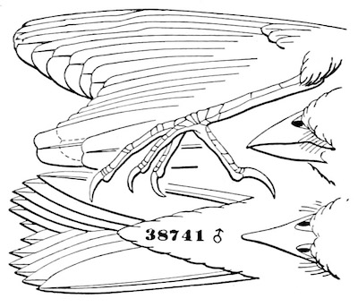 Coturniculus passerinus