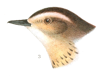 Plate 10 detail 3, Anthus ludovicianus