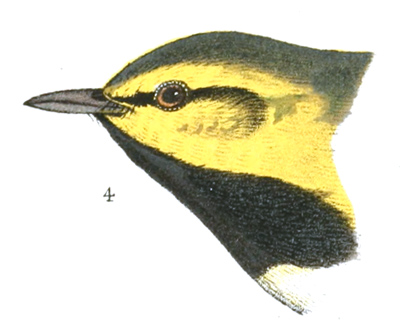 Plate 12 detail 4, Dendroica virens