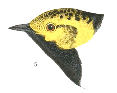 Plate 12 detail 5, Dendroica occidentalis