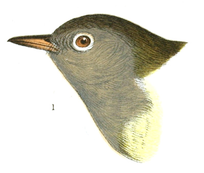 Plate 15 detail 1, Oporornis agilis