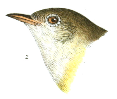 Plate 15 detail 2, Oporornis agilis