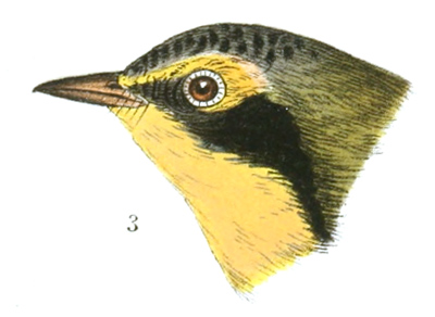 Plate 15 detail 3, Oporornis formosas