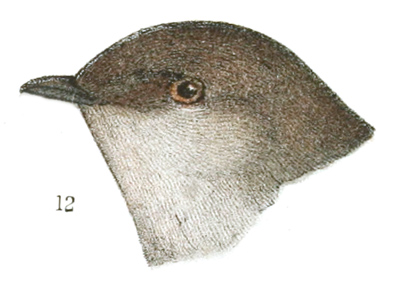 Plate 16 detail 12, Stelgidopteryx serripennis