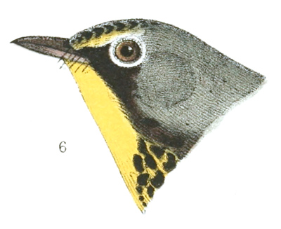 Plate 16 detail 6, Myiodioctes canadensis