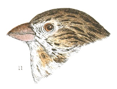 Carpodacus variation californicus
