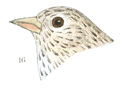 Plate 22 detail 16, Chrysomitris pinus