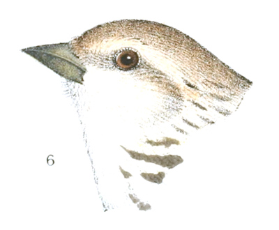 Ægiothus flavirostris var. brewsteri