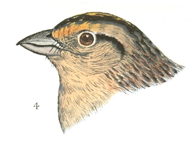 Plate 25 detail 4, Coturniculus passerinus