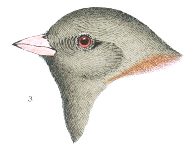 Plate 26 detail 3, Junco caniceps