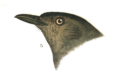 Plate 3 detail 5, Galeoscoptes carolinensis