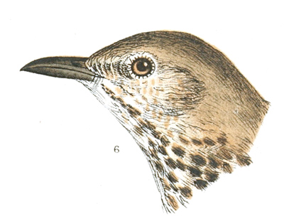 Plate 3 detail 6, Oreoscoptes montanus