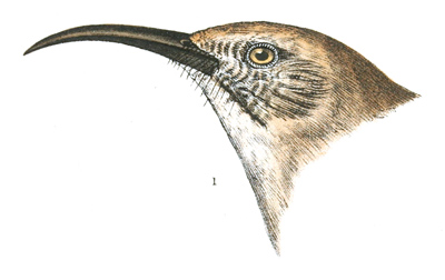 Plate 4 detail 1, Harporhynchus crissalis
