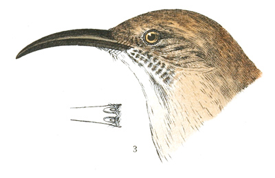 Plate 4 detail 3, Harporhynchus lecontei