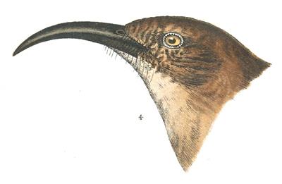 Plate 4 detail 4, Harporhynchus redivivus