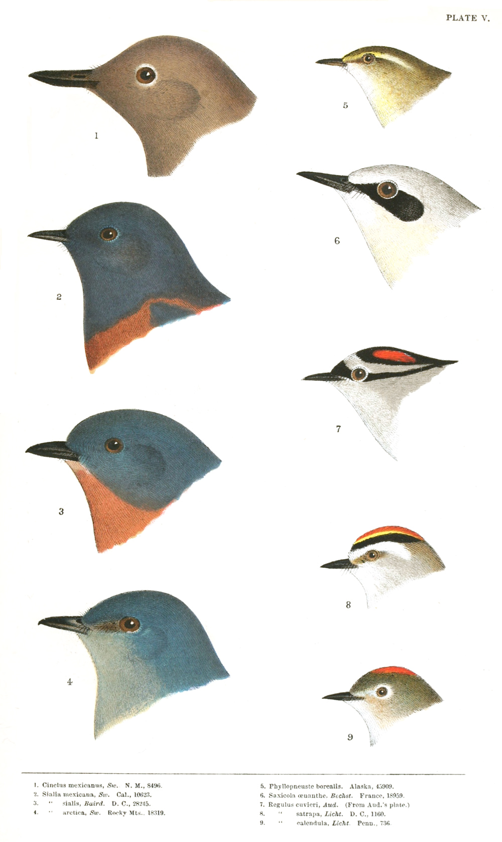 Color plate 5