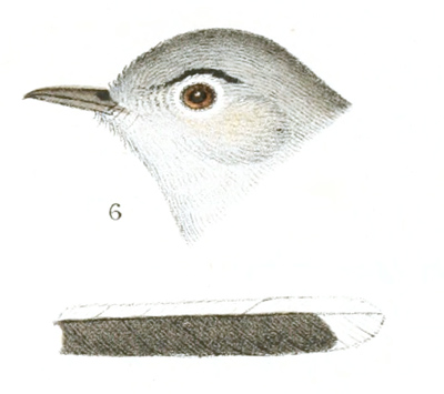 Plate 6 detail 6, 