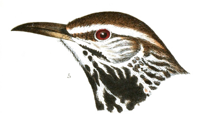 Plate 8 detail 5, Campylorhynchus brunneicapillus