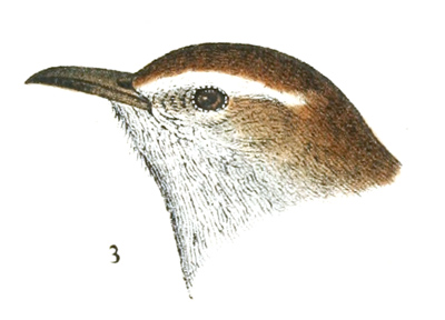 Plate 9 detail 3, Thryothorus bewickii