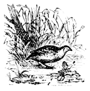 [Imagen no disponible.]