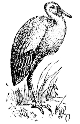 [Imagen no disponible.]