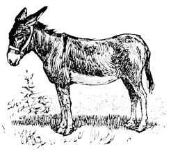 [Imagen no disponible.]