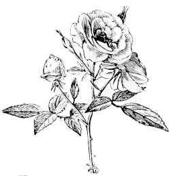 [Imagen no disponible.]