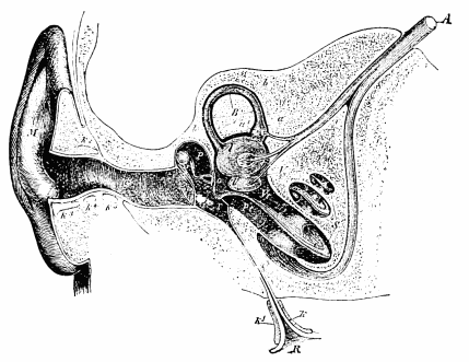Image unavailable: Fig. 17.&mdash;Semidiagrammatic section through the right ear (Czermak).
M, concha; G, external auditory meatus; T, tympanic membrane;
P, tympanic cavity; o, oval foramen; r, round foramen; R,
pharyngeal opening of Eustachian tube; V, vestibule; B, a
semicircular canal; S, the cochlea; Vt, scala vestibuli; Pt,
scala tympani; A, auditory nerve.