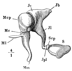 Image unavailable: Fig. 18.&mdash;Mcp, Mc, Ml, and Mm stand for different parts of
the malleus; Jc, Jb, Jl, Jpl, for different parts of the
incus. S is the stapes.
