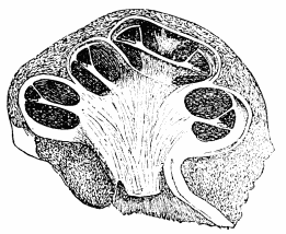 Image unavailable: Fig. 20.&mdash;A section through the cochlea in the line of
its axis.