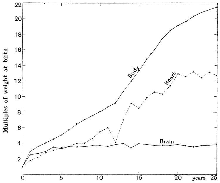 Tortoise Weight Chart Hermanns