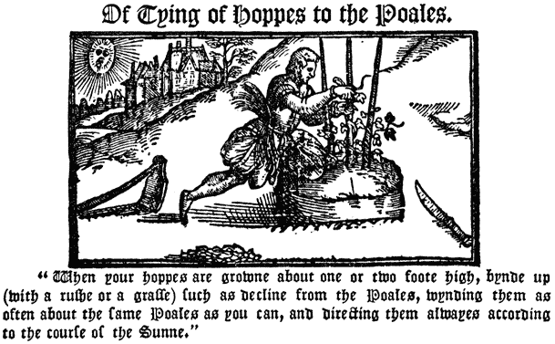 
 Of Tying of Hoppes to the Poales. |

 “When your hoppes are growne about one or two foote high,
 bynde up (with a rushe or grasse) such as decline from the
 Poales, wynding them as often about the same Poales as you
 can, and directing them alwayes according to the course of
 the Sunne.”