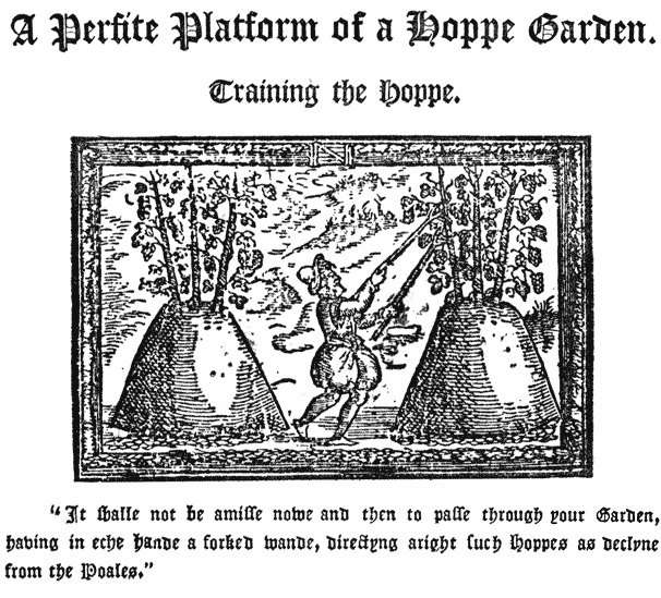 
A Perfite Platform of a Hoppe Garden. |

Training the Hoppe. |

“It shall not be amisse nowe and then to passe through your
Garden, having in eche Hande a forked wande, directyng
aright such Hoppes as decline from the Poales.”