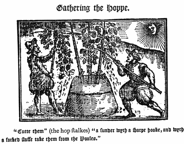 
Gathering the Hoppe. |

“Cutte them” (the hop stalkes) “a sunder wyth a sharpe
hooke, and wyth a forked staffe take them from the
Poales.”